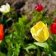 Jak zasadit tulipánové žárovky na podzim