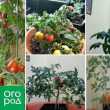 Pěstování rajčat v bytě v zimě - osobní zkušenosti se závěry a odrůdami
