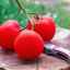 Jak pěstovat rajčata v moskevské oblasti: nejlepší odrůdy a vlastnosti zemědělské technologie
