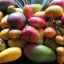 Mango: populární odrůdy exotického ovoce