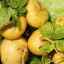Odrůda petrovskaya: zjistěte chuť skutečné tuříny