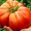 Top 10 největších odrůd rajčat od čtenářů